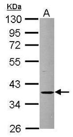 FBXO8 Antibody in Western Blot (WB)