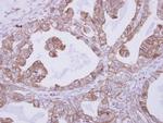 CNNM4 Antibody in Immunohistochemistry (Paraffin) (IHC (P))