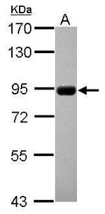 CNNM4 Antibody in Western Blot (WB)