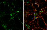 DKK3 Antibody in Immunocytochemistry (ICC/IF)