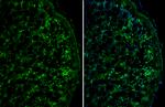 DKK3 Antibody in Immunohistochemistry (Frozen) (IHC (F))