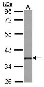 DKK3 Antibody in Western Blot (WB)