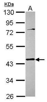 TMOD3 Antibody in Western Blot (WB)