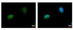 NARF Antibody in Immunocytochemistry (ICC/IF)