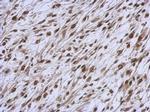 NARF Antibody in Immunohistochemistry (Paraffin) (IHC (P))