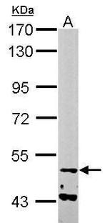 NARF Antibody in Western Blot (WB)