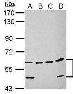 NARF Antibody in Western Blot (WB)