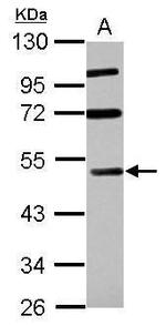 RASSF8 Antibody in Western Blot (WB)