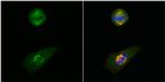 GCP4 Antibody in Immunocytochemistry (ICC/IF)