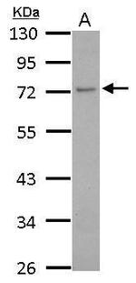 GCP4 Antibody in Western Blot (WB)