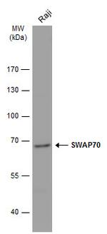 SWAP70 Antibody in Western Blot (WB)