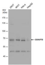 SWAP70 Antibody in Western Blot (WB)