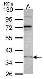 DNMT3L Antibody in Western Blot (WB)