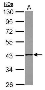 NSDHL Antibody in Western Blot (WB)