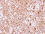 HGK Antibody in Immunohistochemistry (Paraffin) (IHC (P))