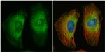 Protein APC Antibody in Immunocytochemistry (ICC/IF)