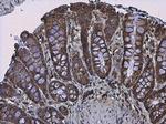 Protein APC Antibody in Immunohistochemistry (Paraffin) (IHC (P))