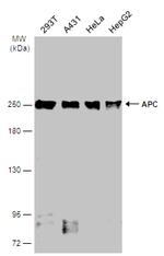 Protein APC Antibody in Western Blot (WB)