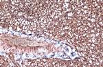 FABP4 Antibody in Immunohistochemistry (Paraffin) (IHC (P))