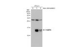 FABP4 Antibody in Western Blot (WB)