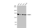 MRP1 Antibody in Western Blot (WB)