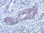 LC3B Antibody in Immunohistochemistry (Paraffin) (IHC (P))