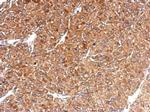 HLA-E Antibody in Immunohistochemistry (Paraffin) (IHC (P))