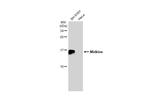 Midkine Antibody in Western Blot (WB)