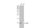 CXCL12 Antibody in Western Blot (WB)