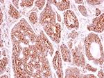 SOD2 Antibody in Immunohistochemistry (Paraffin) (IHC (P))