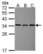 EXOSC3 Antibody in Western Blot (WB)