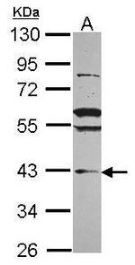 VPS36 Antibody in Western Blot (WB)