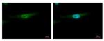 YBX2 Antibody in Immunocytochemistry (ICC/IF)