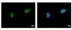 PIASy Antibody in Immunocytochemistry (ICC/IF)