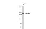 JMJD1B Antibody in Western Blot (WB)