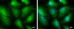 TRIM25 Antibody in Immunocytochemistry (ICC/IF)