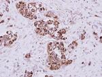 MIOX Antibody in Immunohistochemistry (Paraffin) (IHC (P))