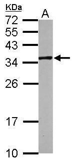 MIOX Antibody in Western Blot (WB)