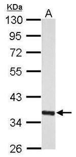 MIOX Antibody in Western Blot (WB)