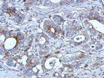 RAB33B Antibody in Immunohistochemistry (Paraffin) (IHC (P))