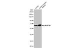 NOP58 Antibody in Western Blot (WB)