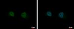 GIT2 Antibody in Immunocytochemistry (ICC/IF)