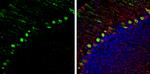 GIT2 Antibody in Immunohistochemistry (Frozen) (IHC (F))