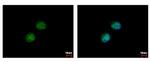 PRMT7 Antibody in Immunocytochemistry (ICC/IF)