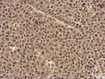 PRMT7 Antibody in Immunohistochemistry (Paraffin) (IHC (P))