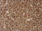 PRMT7 Antibody in Immunohistochemistry (Paraffin) (IHC (P))