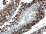 DDX4 Antibody in Immunohistochemistry (Paraffin) (IHC (P))