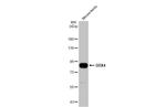 DDX4 Antibody in Western Blot (WB)