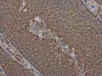 PPP2R2D Antibody in Immunohistochemistry (Paraffin) (IHC (P))