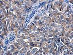 KIZUNA Antibody in Immunohistochemistry (Paraffin) (IHC (P))